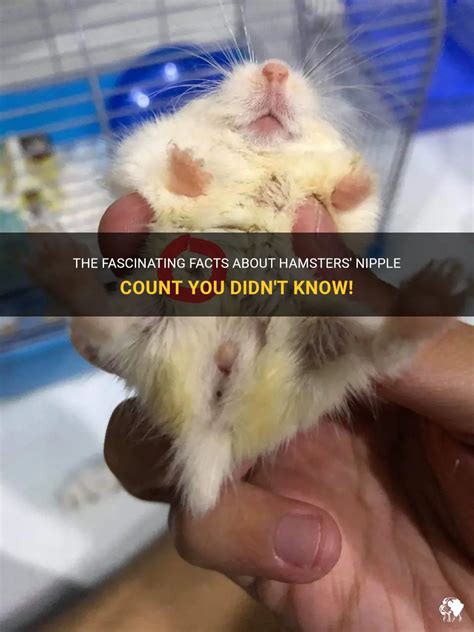 hamster nipples|The Fascinating Facts About Hamsters Nipple Count You Didnt。